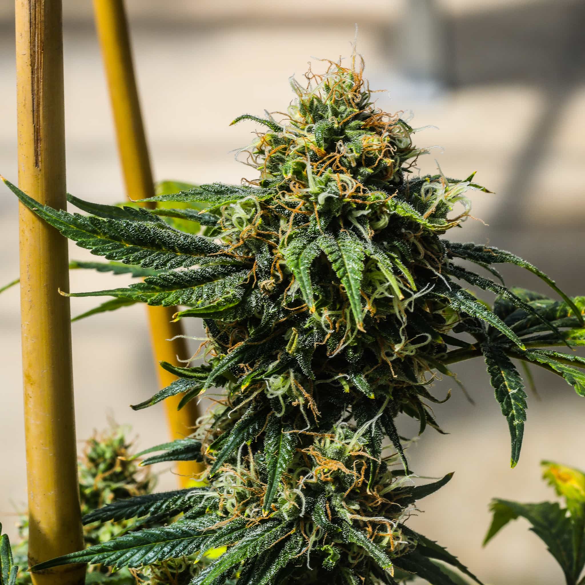 Derailed - GTR Seeds