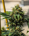 Derailed - GTR Seeds
