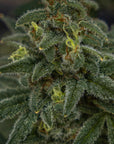 An upclose flower shot showing the resin on a Derailed Seedless triploid cannabis flower.
