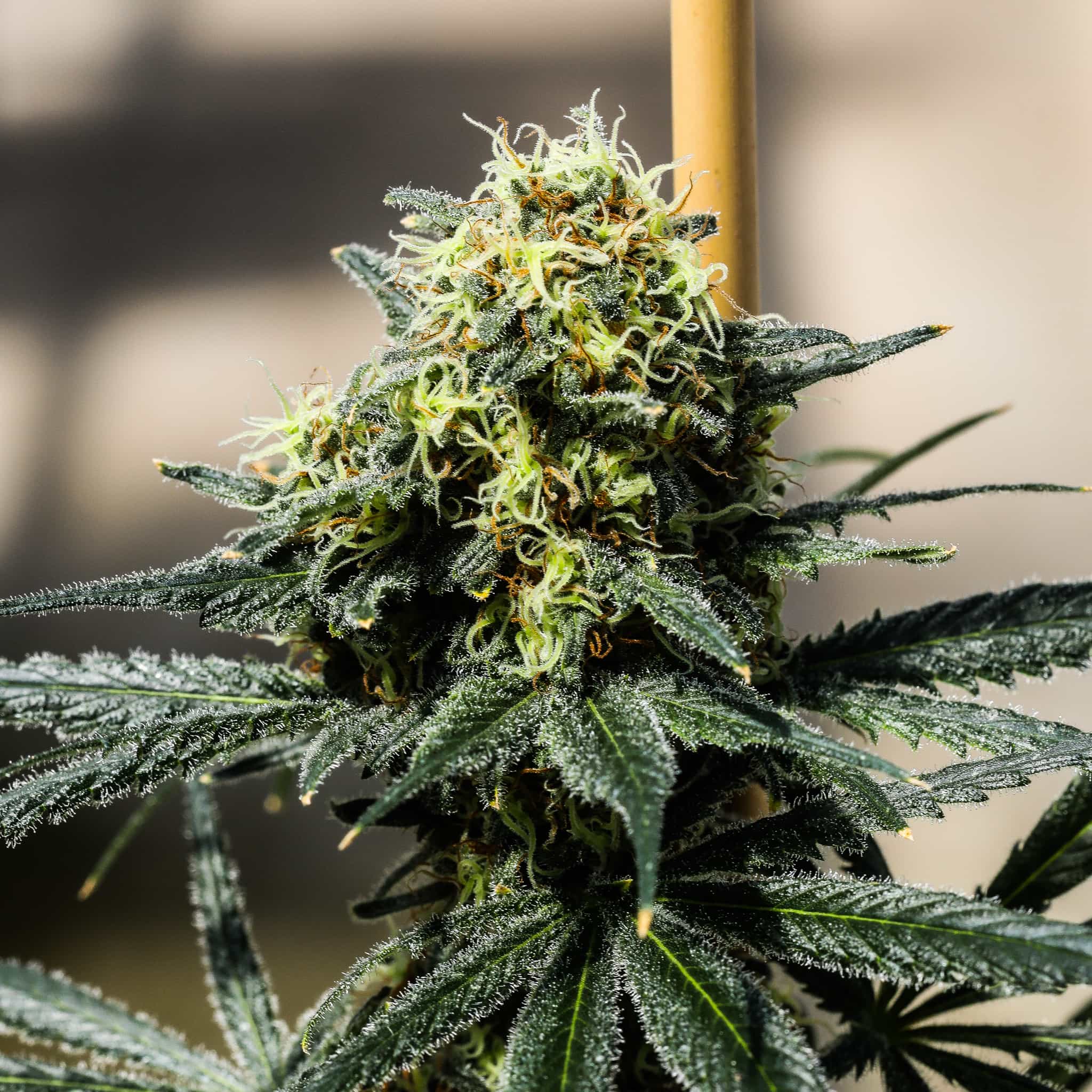 A dense, frosty, cola Derailed Seedless flower grown from triploid THC seeds stands up strongly at GTR Seeds.