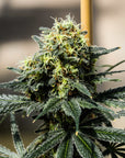 A dense, frosty, cola Derailed Seedless flower grown from triploid THC seeds stands up strongly at GTR Seeds.