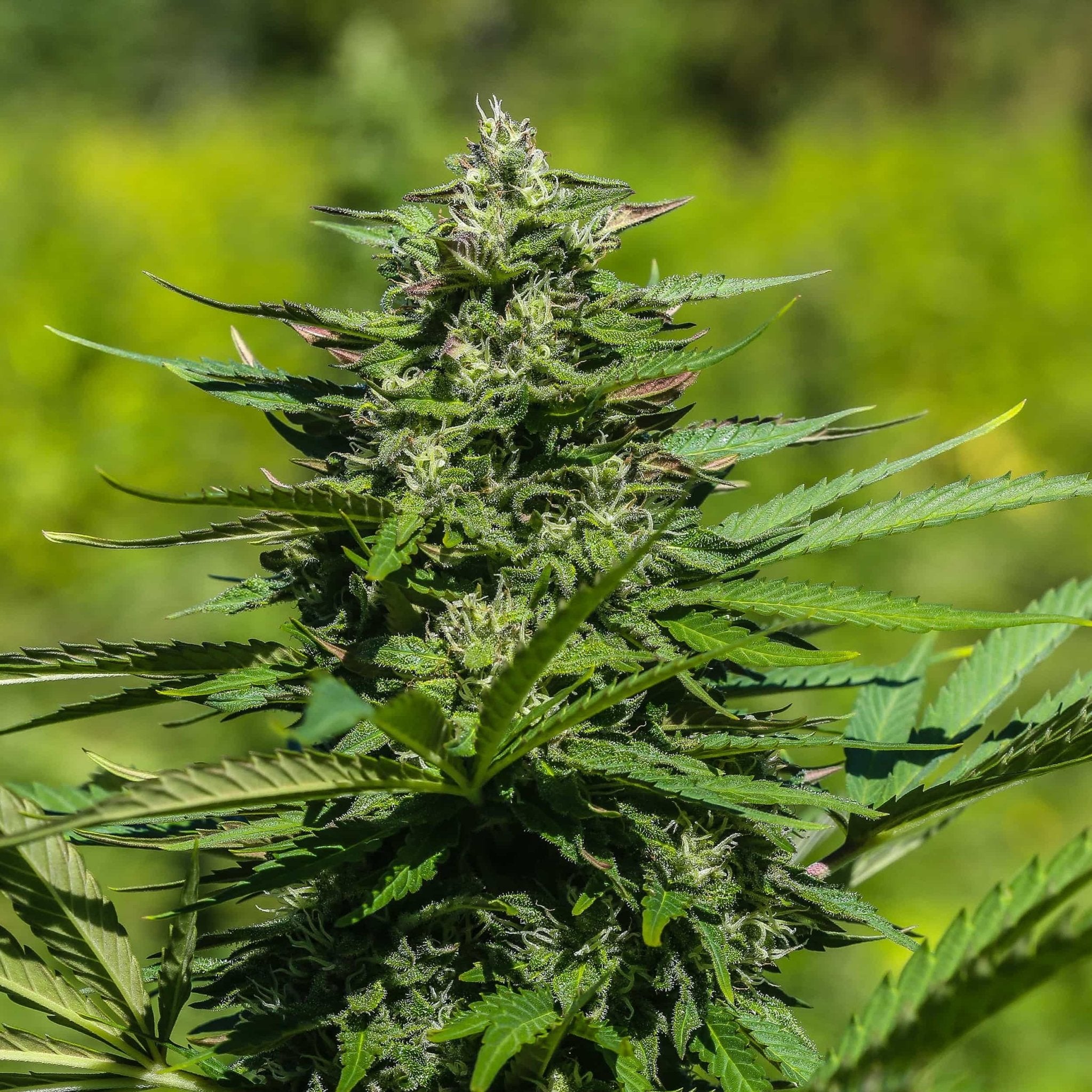 A resinous Elektra flower grown from Oregon CBD Seeds feminized high CBD hemp seeds outdoors.