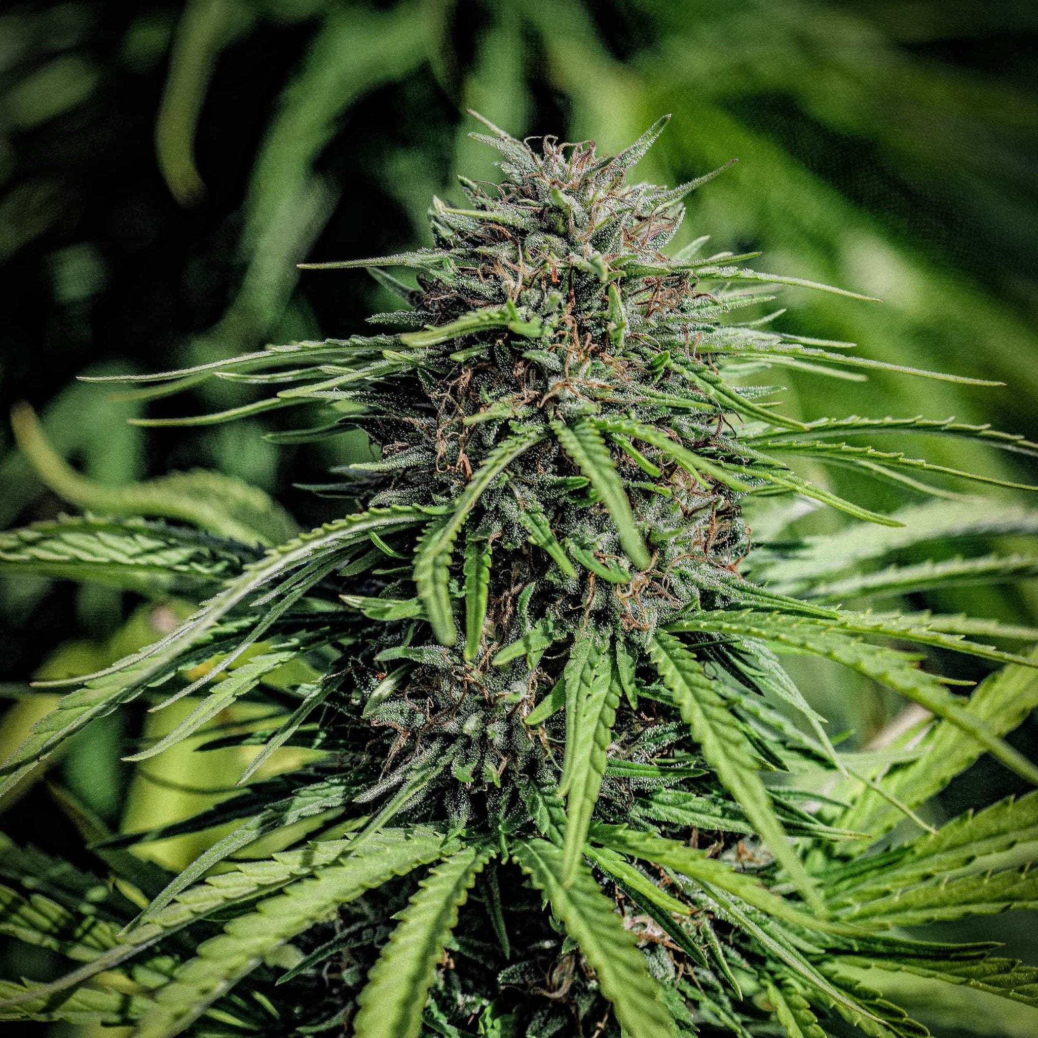 A shimmering trichome loaded Forbidden V Seedless CBDV flower shines bright in an Oregon cannabis field. .