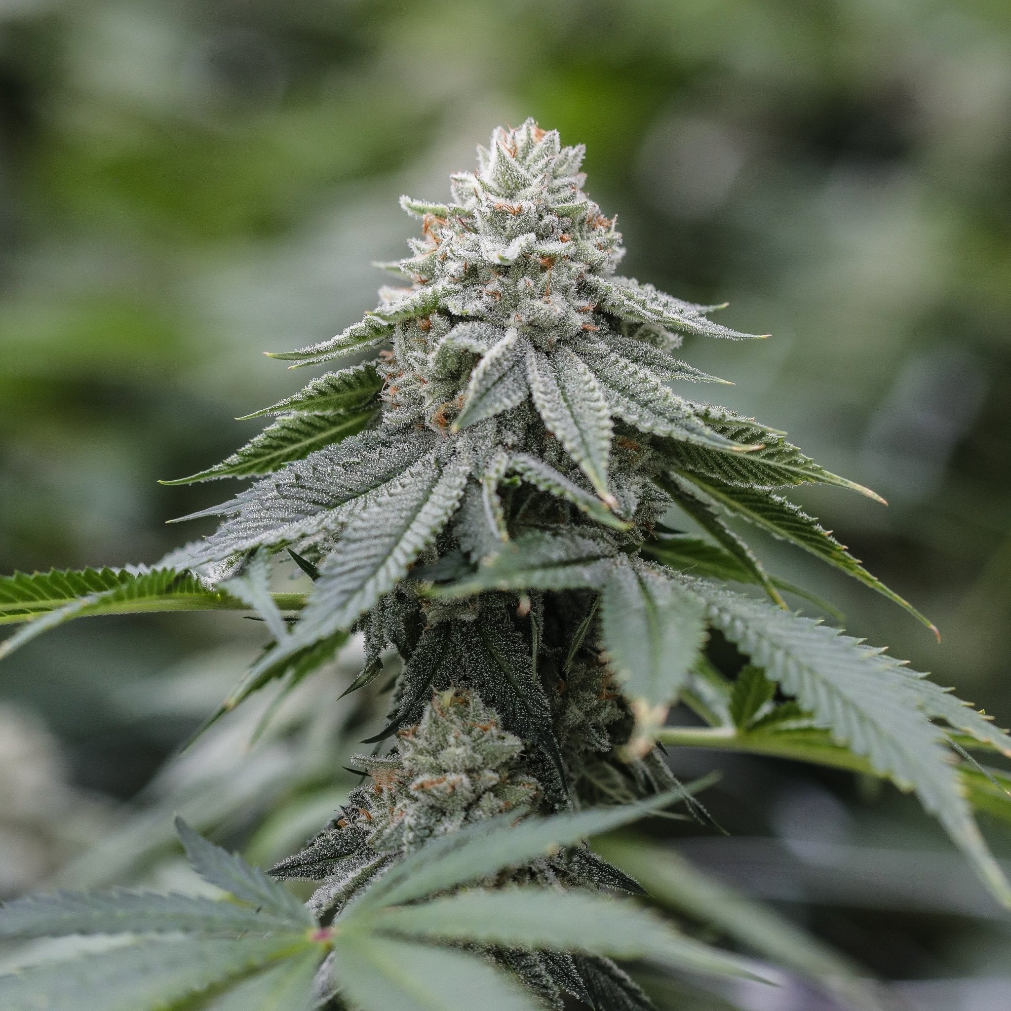 A dense and trichome loaded bud on a Garlic Berry THCV plant, a unique high THCV strain.