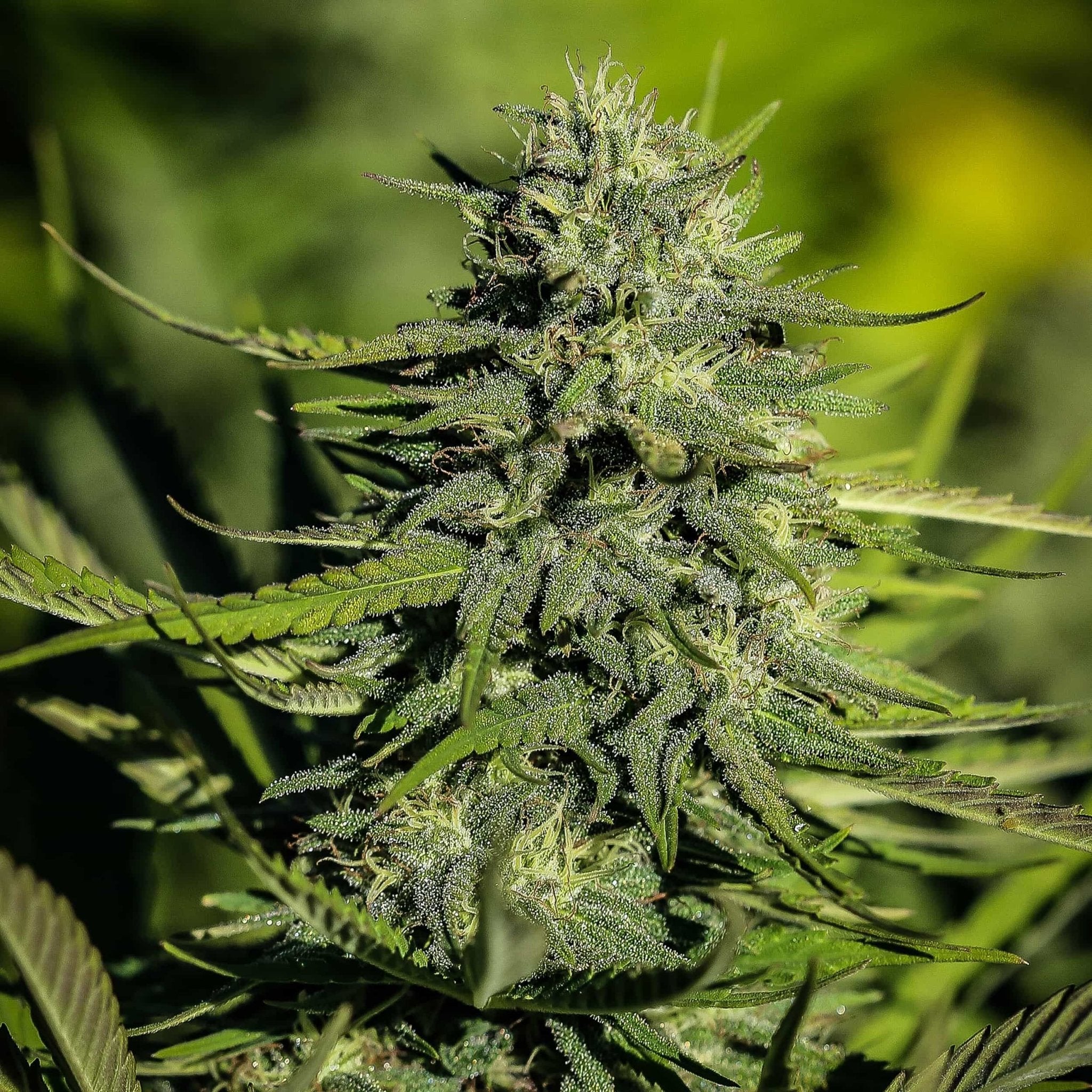 A shimmering, trichome covered flower of the Hawaiian Haze CBD strain grown by Oregon CBD.