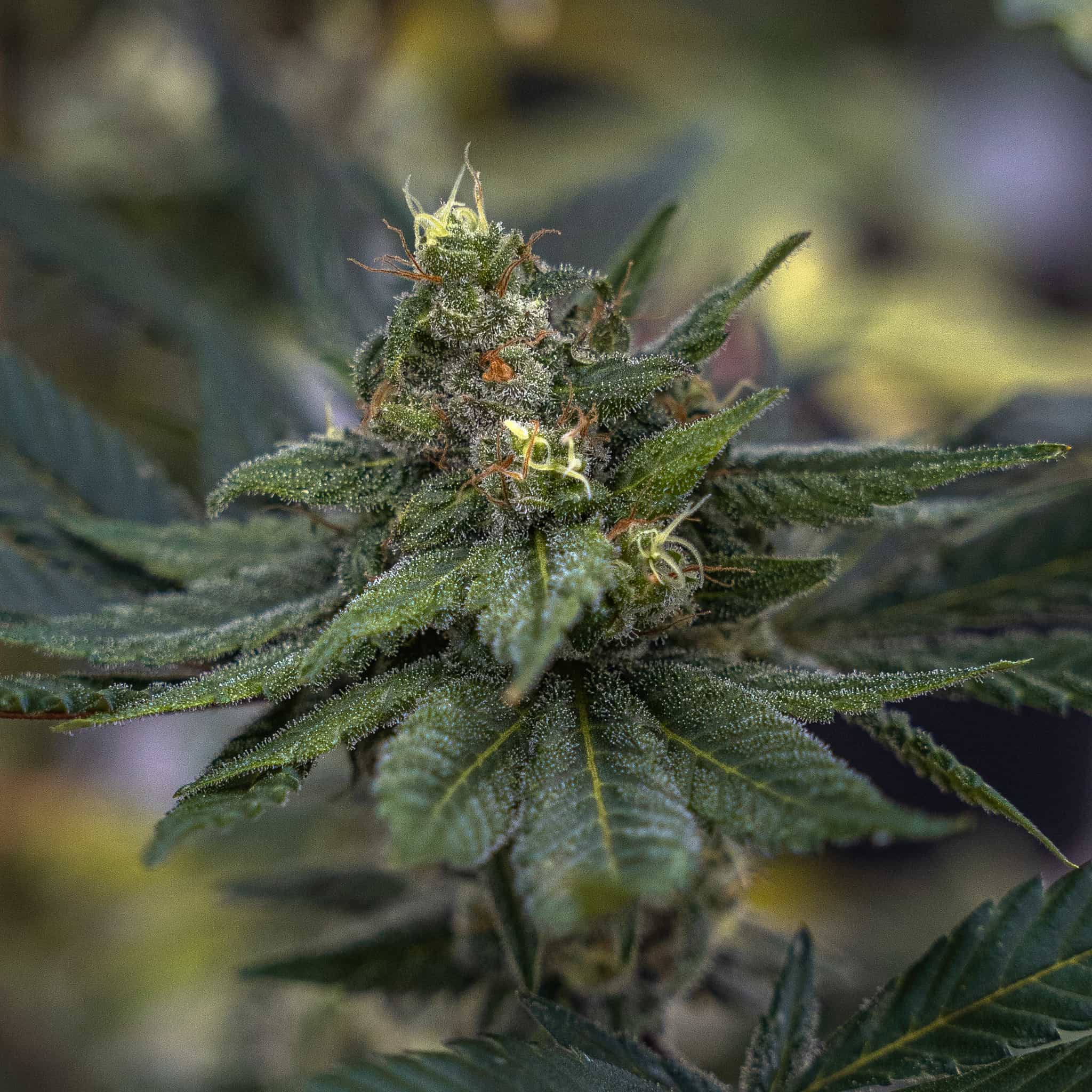 High Octane Grape - GTR Seeds