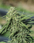 Key Lime CBG Seedless - GTR Seeds