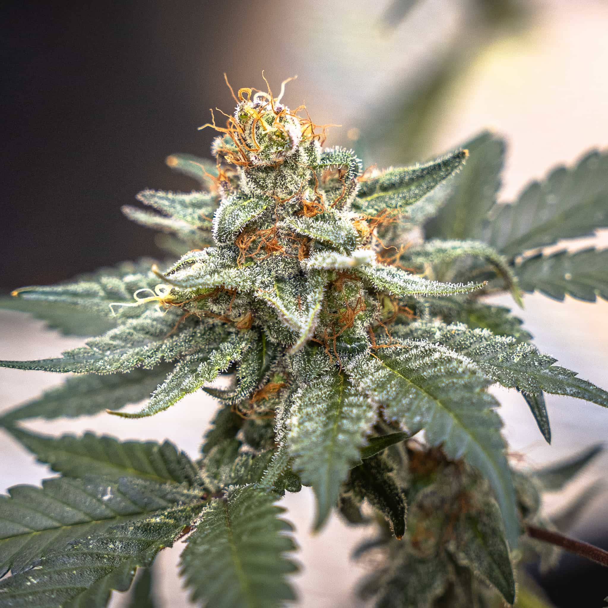 Lime Meringue - GTR Seeds