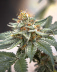 Lime Meringue - GTR Seeds