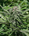 Limey Lifter Seedless - GTR Seeds