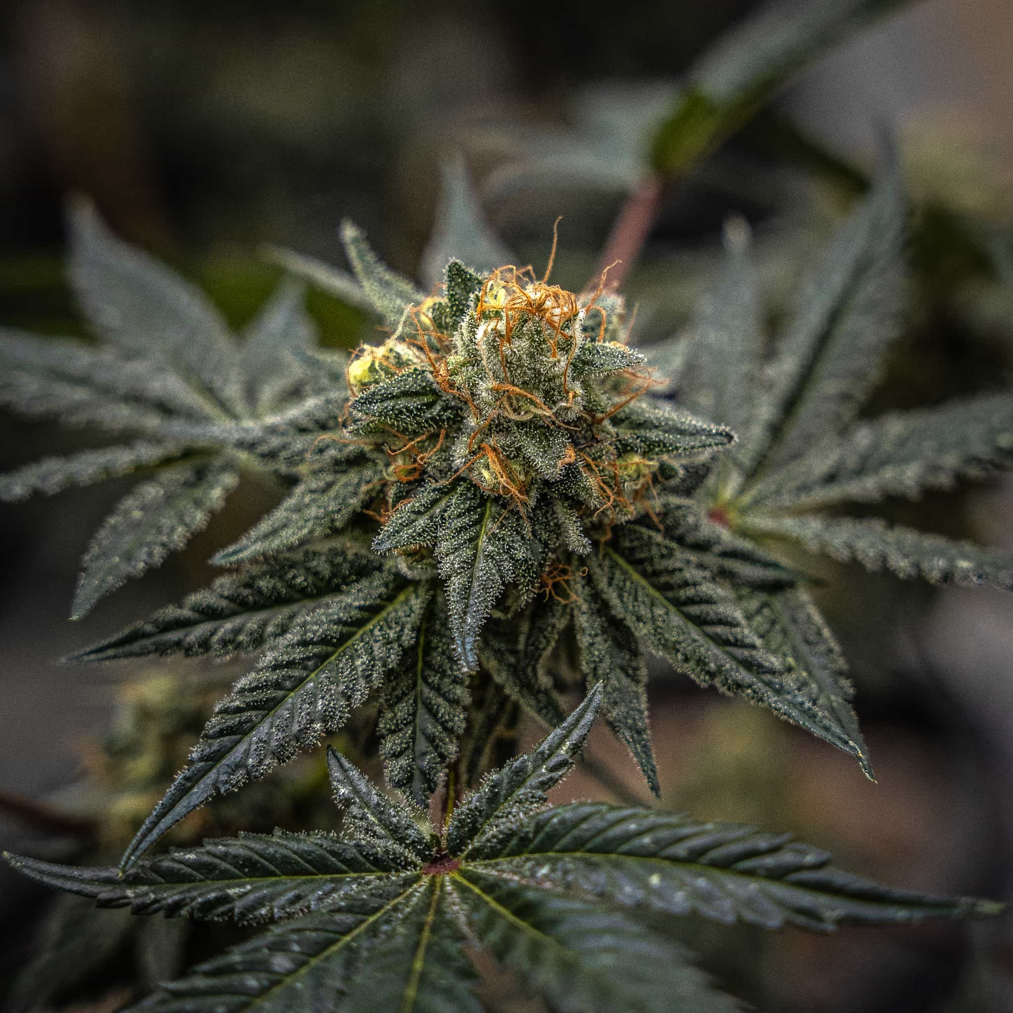 A dense, cannabinoid covered flower of the NOX Cookies strain. The indoor flowers were grown from high THCA seeds.