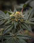 A dense, cannabinoid covered flower of the NOX Cookies strain. The indoor flowers were grown from high THCA seeds.