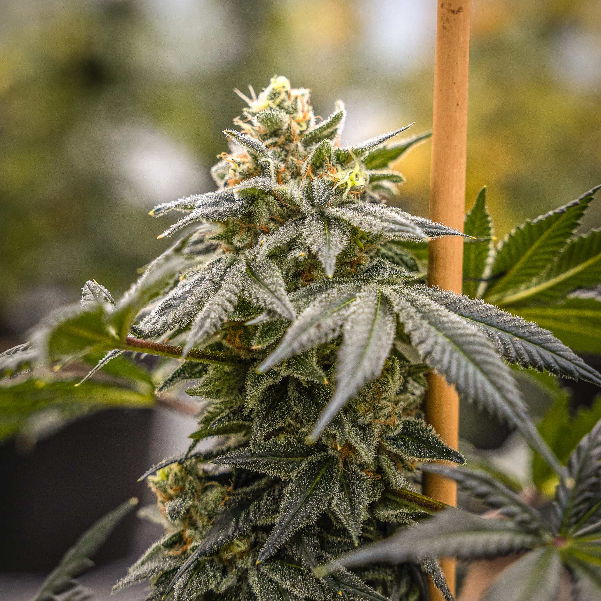 NOX Cookies Seedless - GTR Seeds