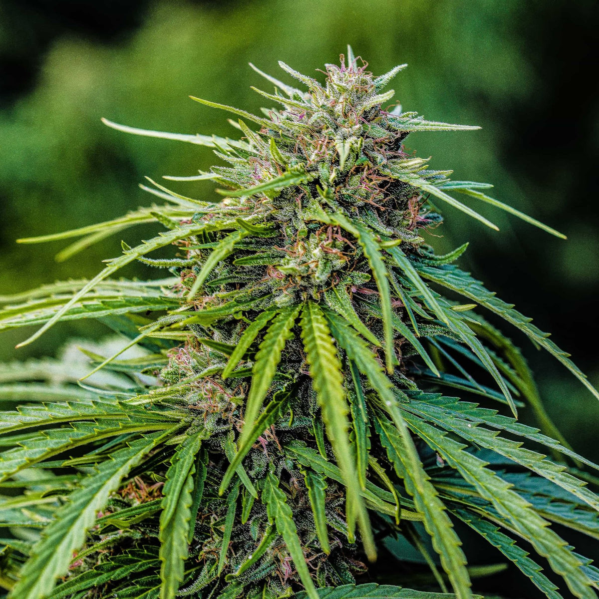 Pine Walker Seedless CBDV Seeds – GTR Seeds