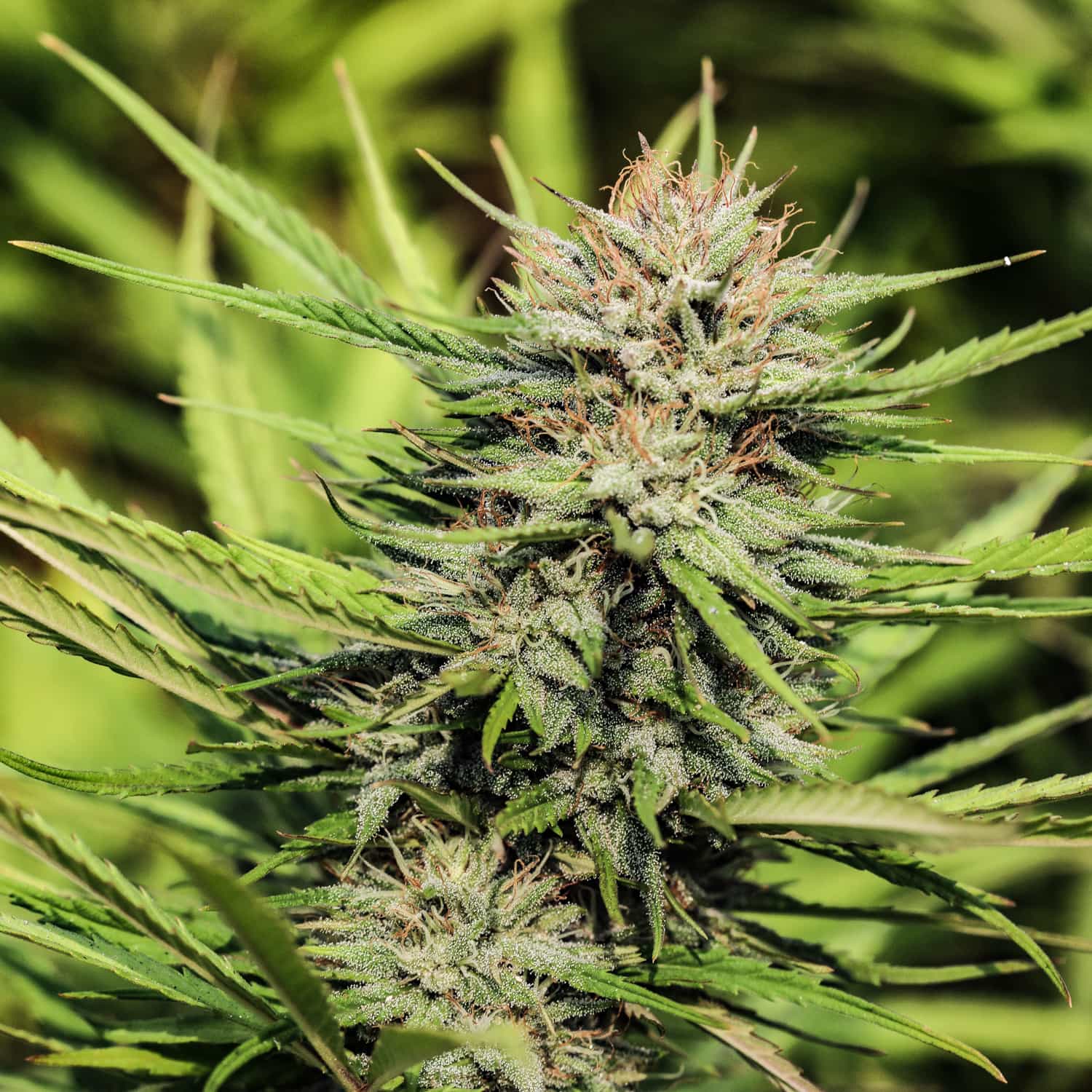 A shiny Pineberry CBD flower grows outdoors at GTR Seeds.