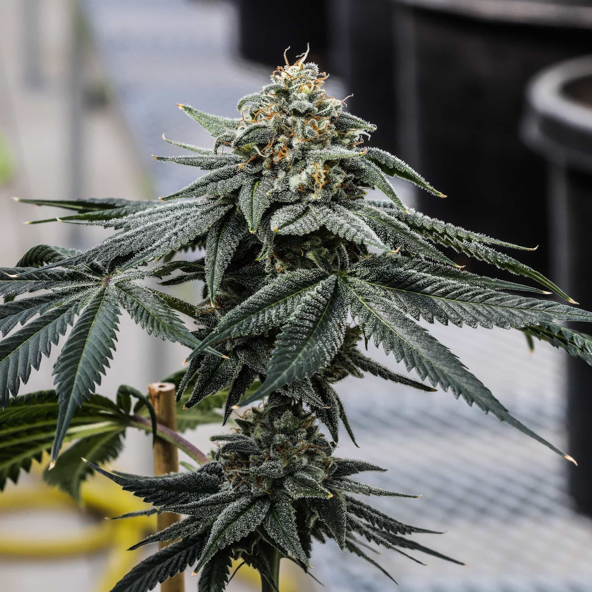 Sugar leaves and flowers shimmer on an indoor grown high THC Private Party plant.