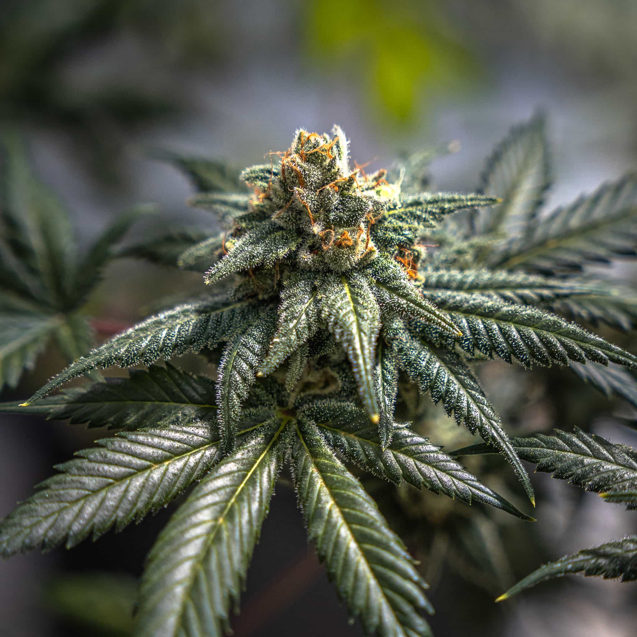 Private Party Seedless - GTR Seeds