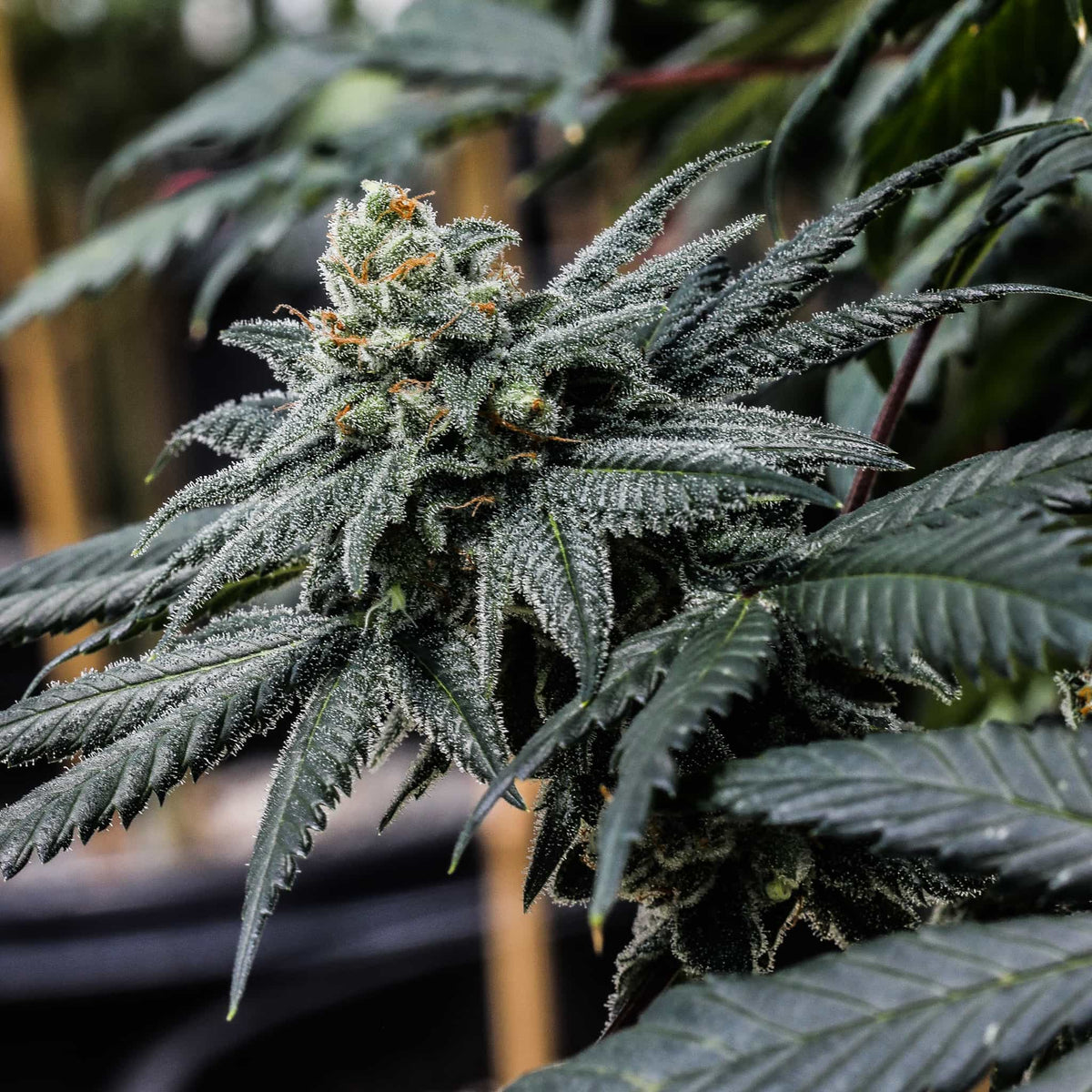 private-party-seedless-