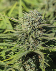 Skunkberry CBGV Seedless - GTR Seeds