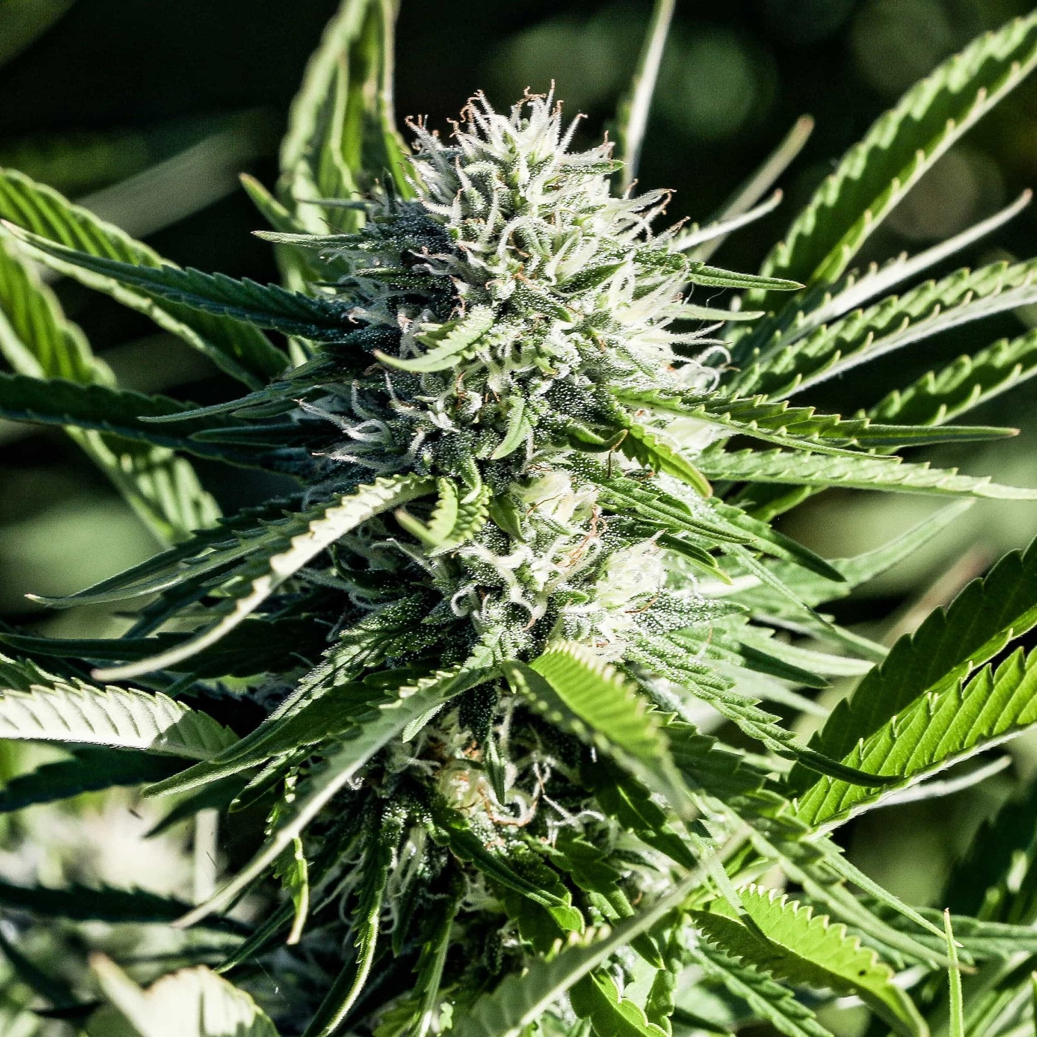 A dense and trichome covered Sour Brulee flower grown from high CBD seeds at GTR.