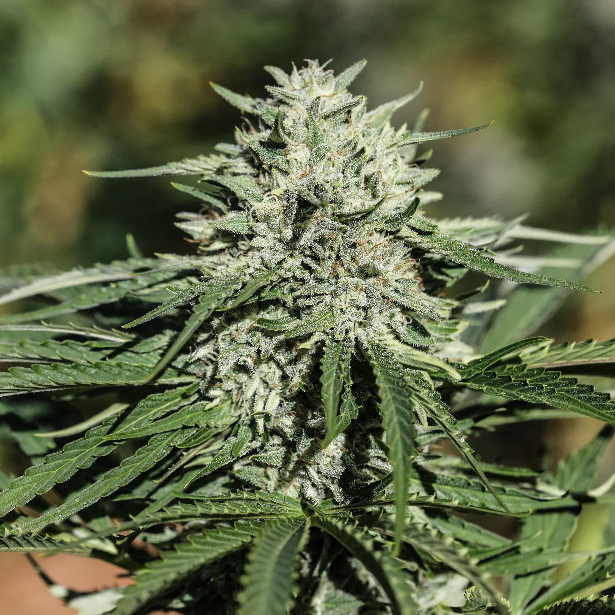 A huge high terpene Sour Chem CBD cola grown outdoors at GTR Seeds.