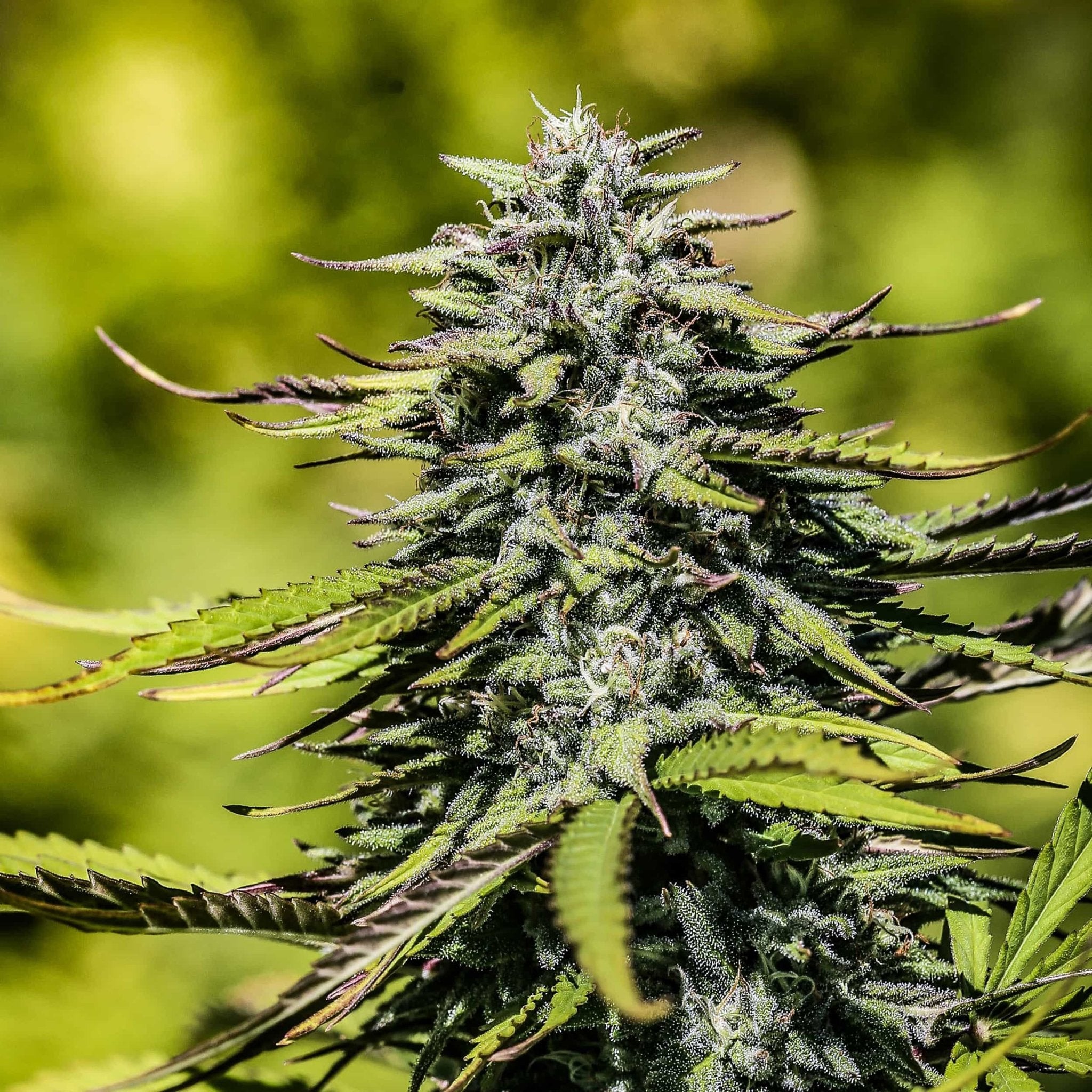 An almost silver frost caked Sour Elektra flower grown from high cbd seeds outdoors at Oregon CBD.