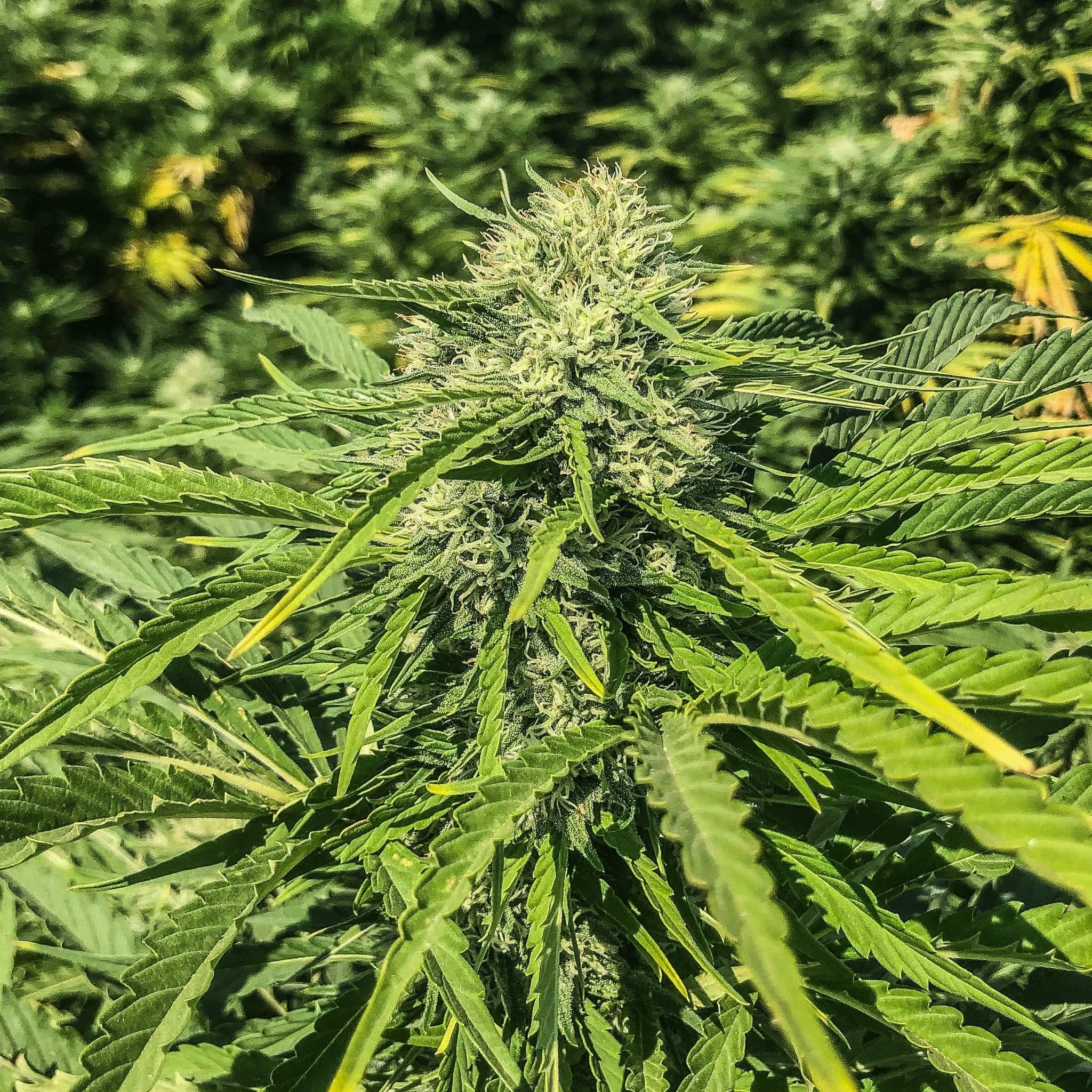 A lime green Sour G CBG plant, one of the first high CBG strains on the market.