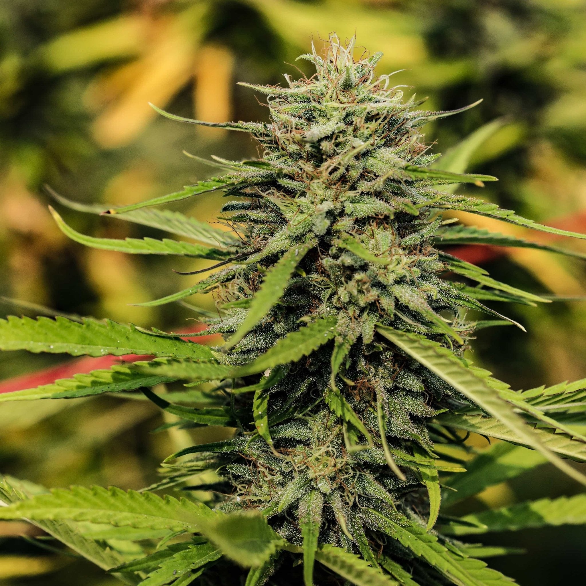 A chunky resinous Sour Hawaiian Haze bud grown outdoor from high CBD seeds from GTR seeds.