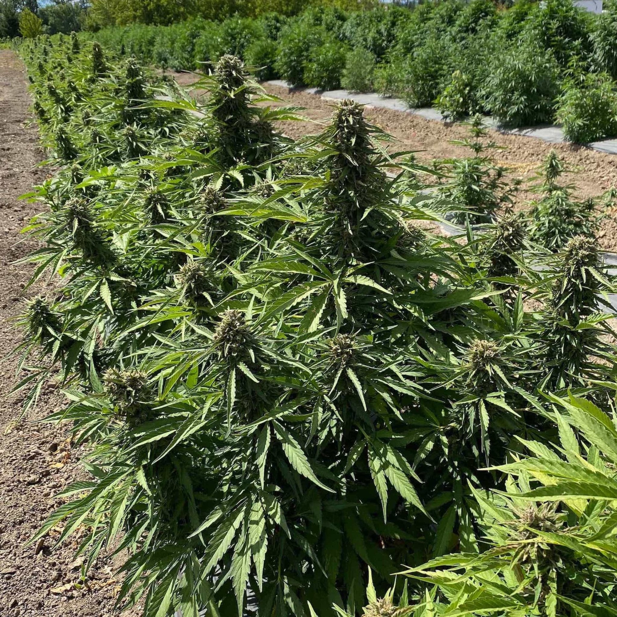 auto flower seeds high thc Sour RNA Seedless Triploid Autoflower CBD Seeds – GTR Seeds