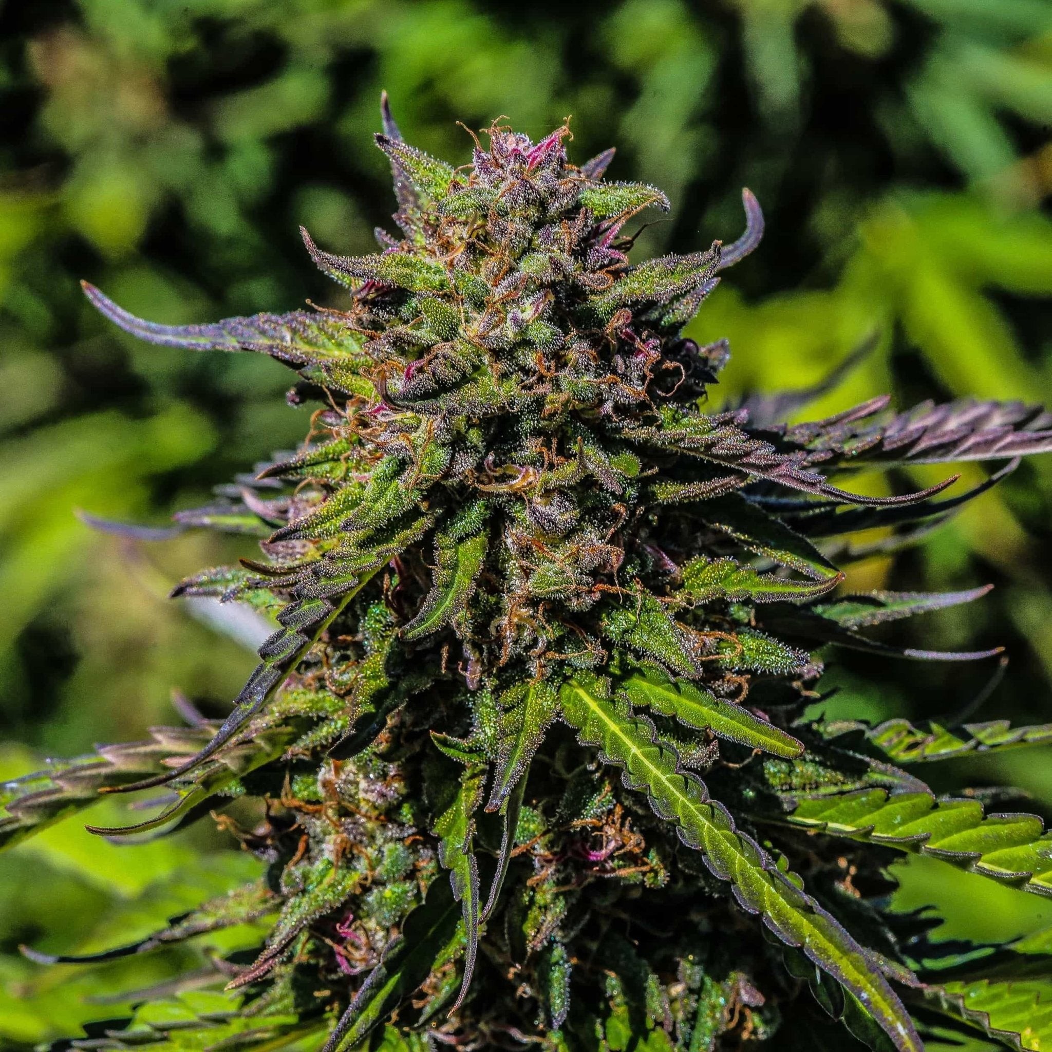 A massive, dense, purpled hued high CBD Sour Space Candy strain grown from Oregon CBD Seeds outdoors.