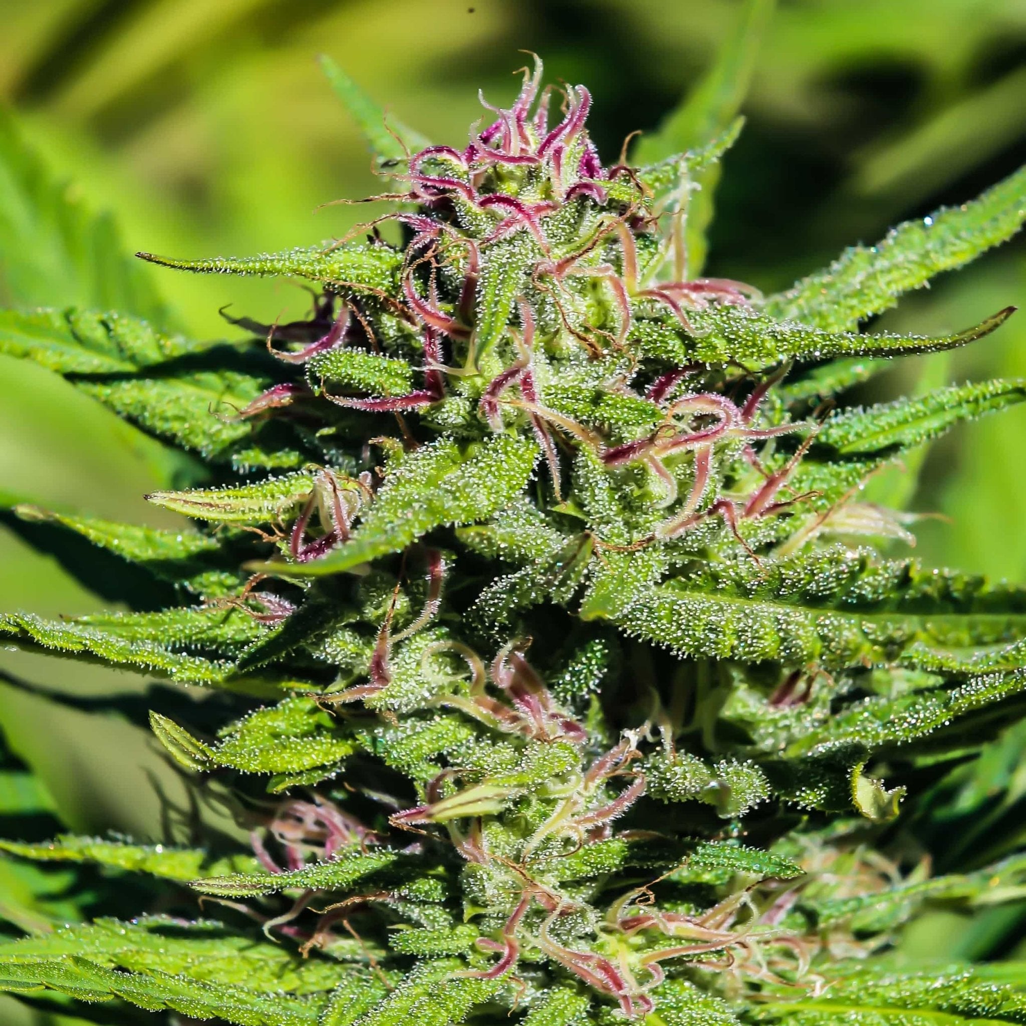 Sour Special Sauce - GTR Seeds