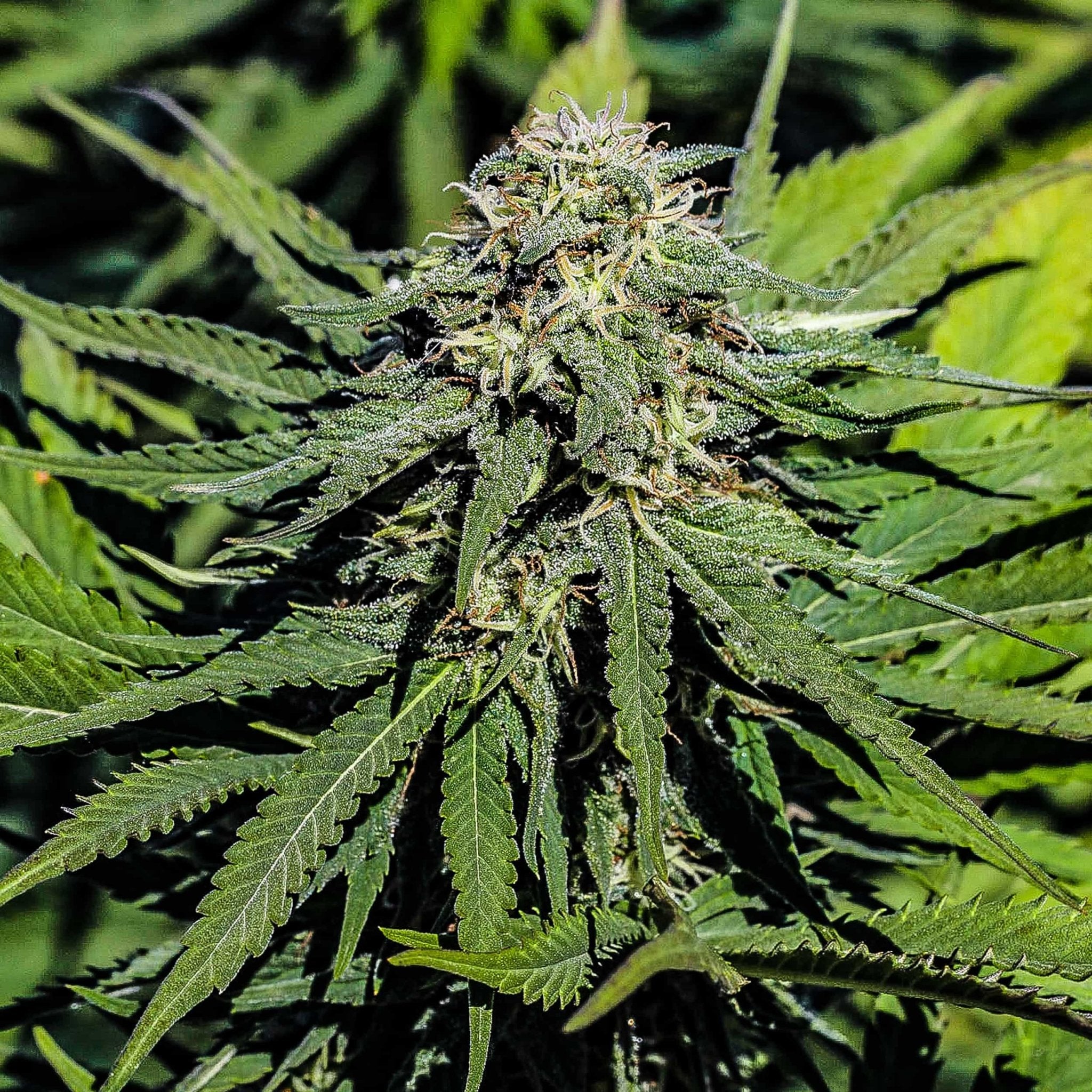 hazzard's plants & seeds Sour Suver Haze Feminized CBD Seeds – GTR Seeds