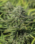 Sourest CBG Seedless - GTR Seeds