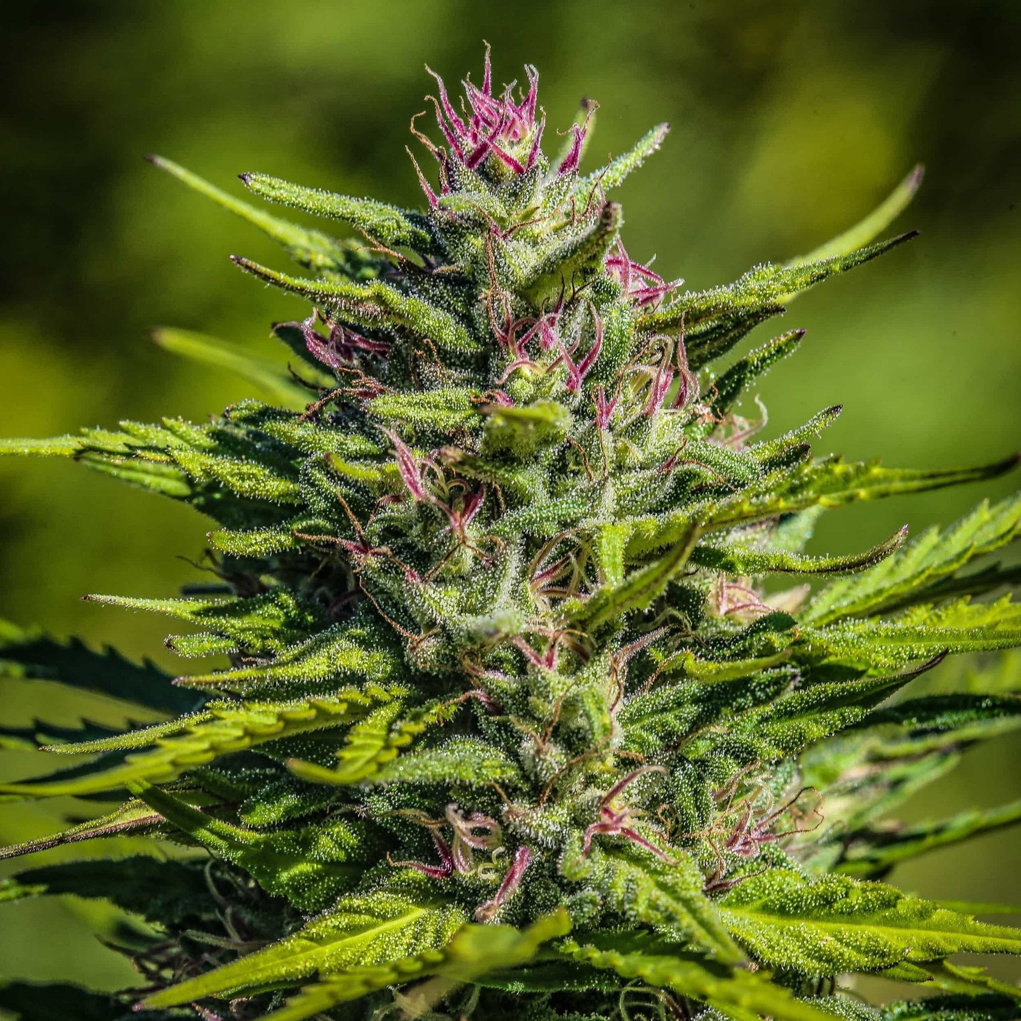 Special Sauce - GTR Seeds