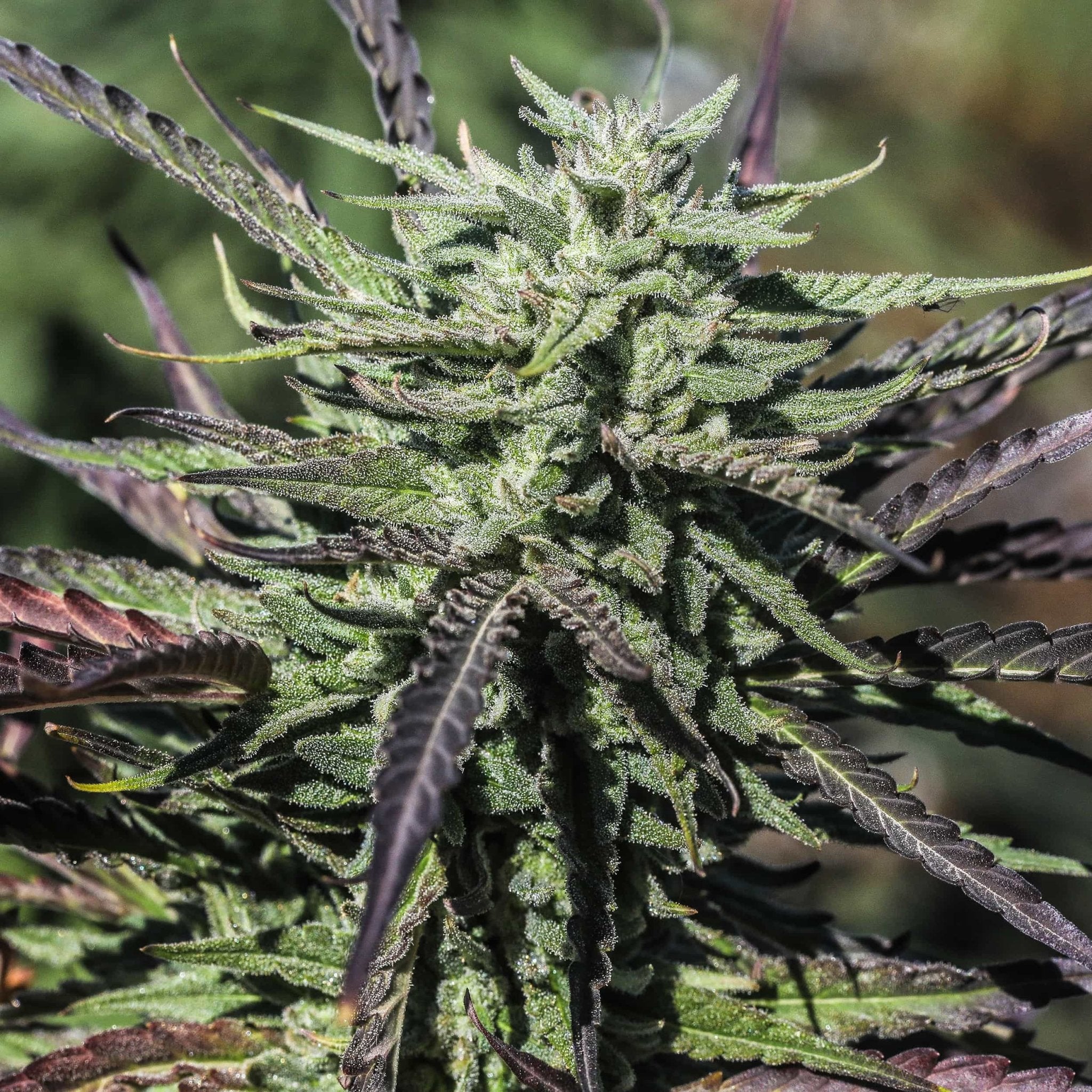 Super Sour Space Candy - GTR Seeds