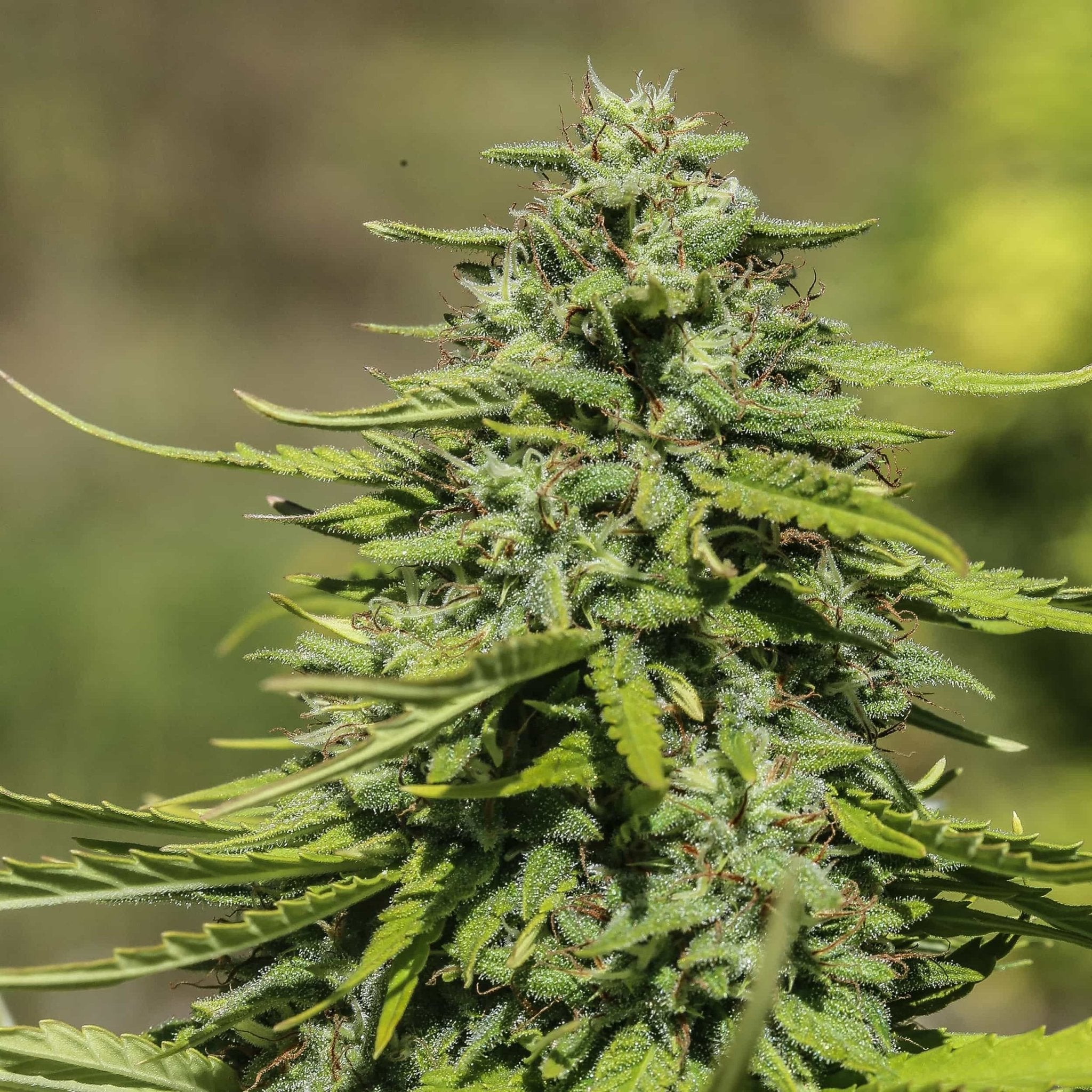 A glistening flower of the high CBD Suver Haze strain shines in the sunlight outdoors.