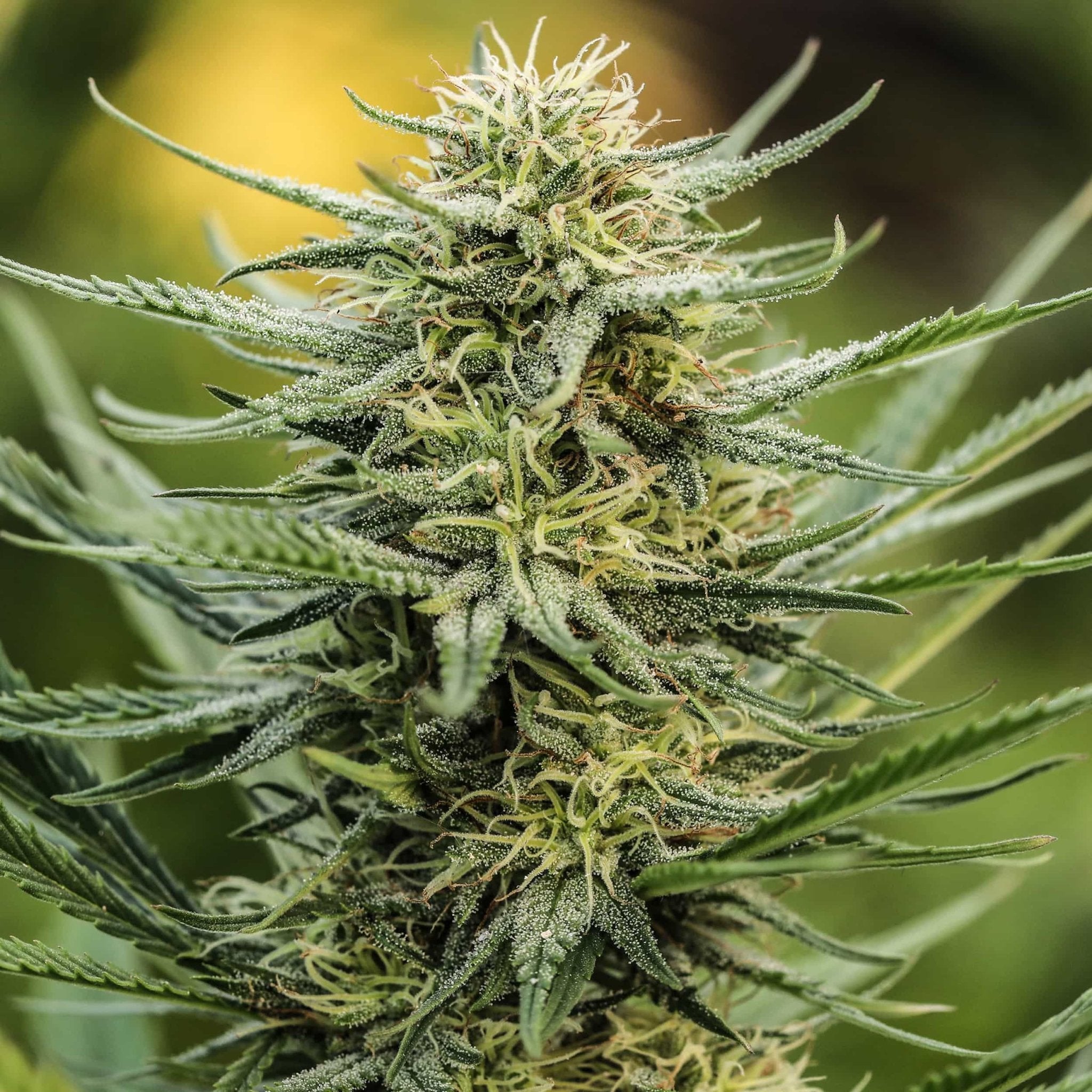 Suver Haze Seedless - GTR Seeds