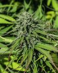 Tahitian Haze Seedless - GTR Seeds
