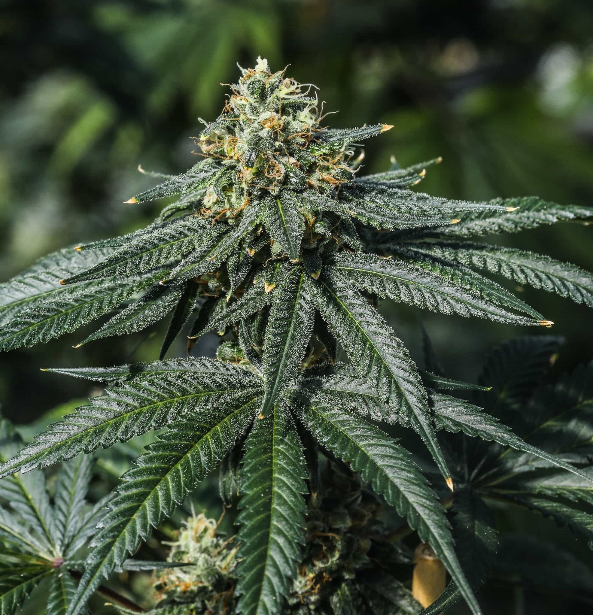 Terp Poison - GTR Seeds