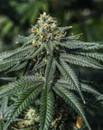 Terp Poison - GTR Seeds
