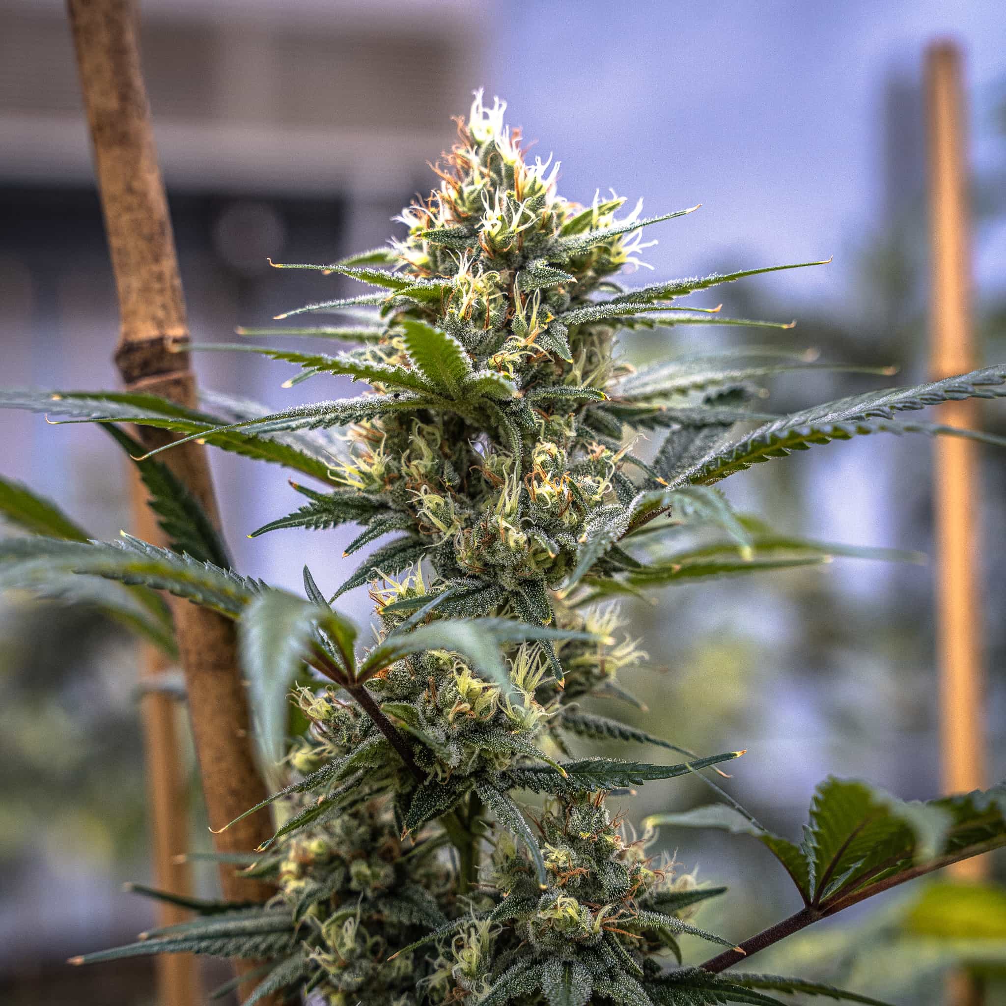 Terp Poison - GTR Seeds
