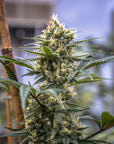 Terp Poison - GTR Seeds
