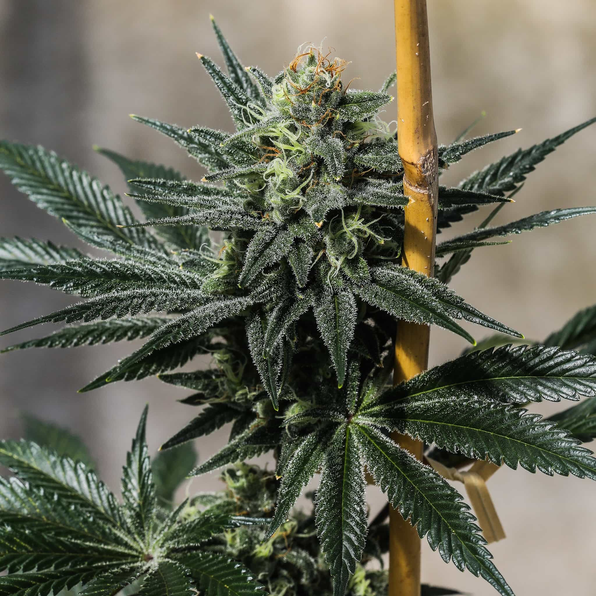 A dense and high terpene rich Terp Poison Seedless flower grown from triploid cannabis seeds at GTR Seeds.