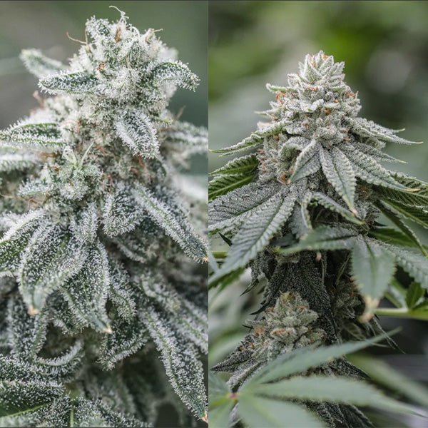 Two high THCV strains growing indoors.