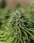 Triangle Kush CBGV Seedless - GTR Seeds