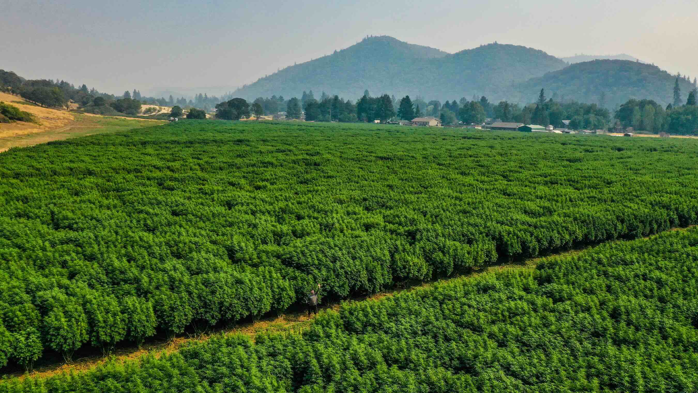 A field of triploid cannabis plants grown from seeds.