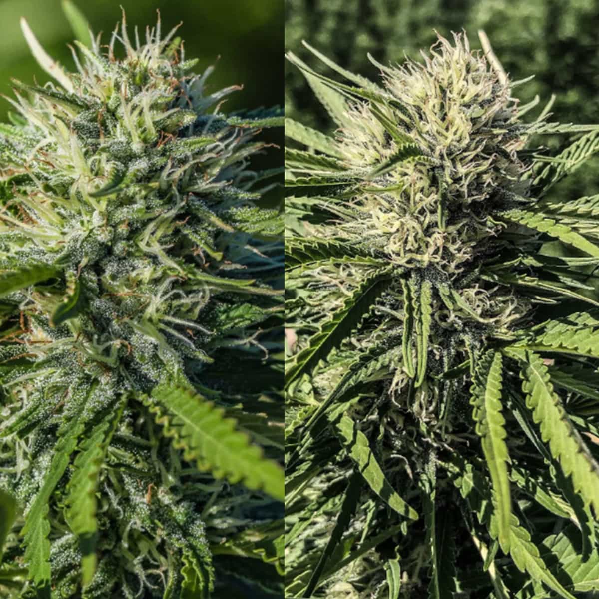 Triploid CBG Feminized Seed Sampler  GTR Seeds