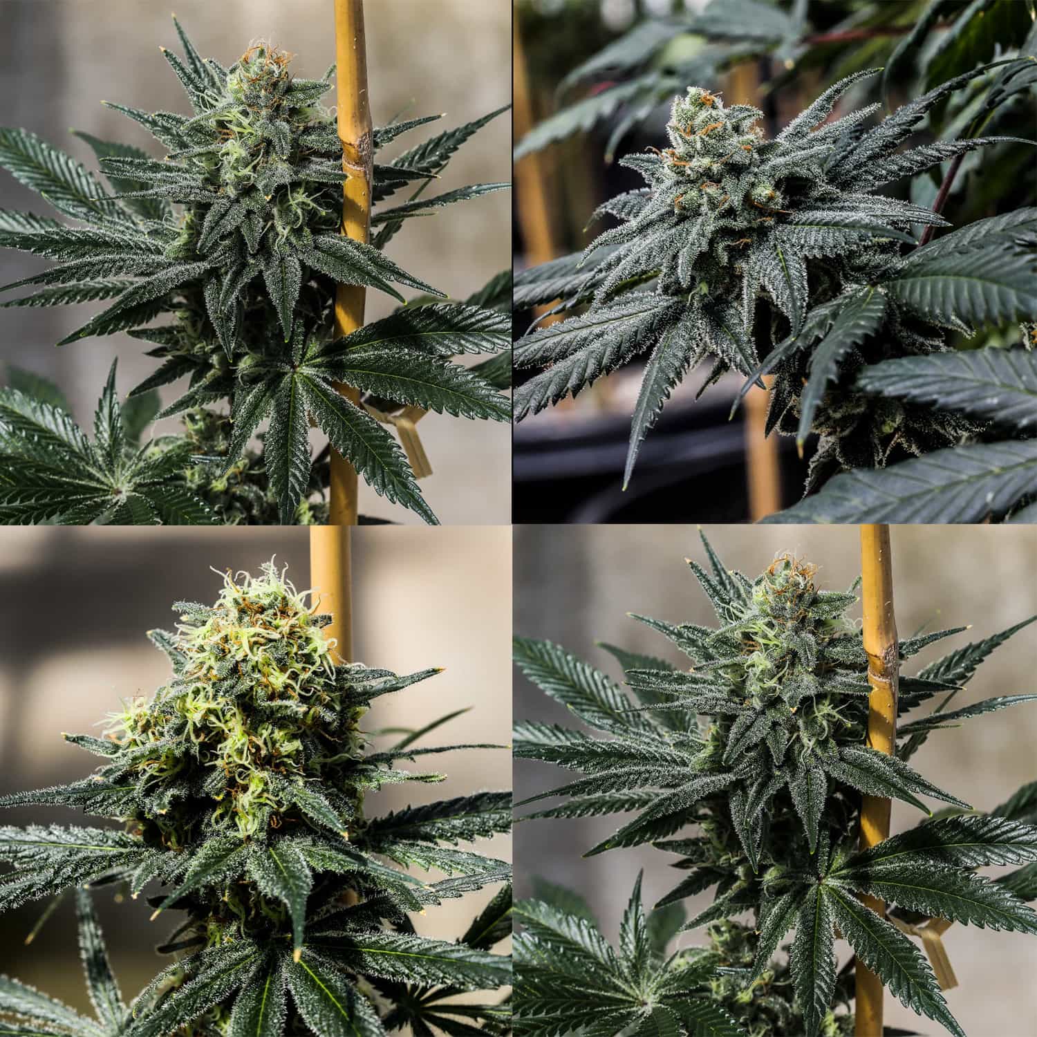 Four triploid cannabis flowers growing indoors
