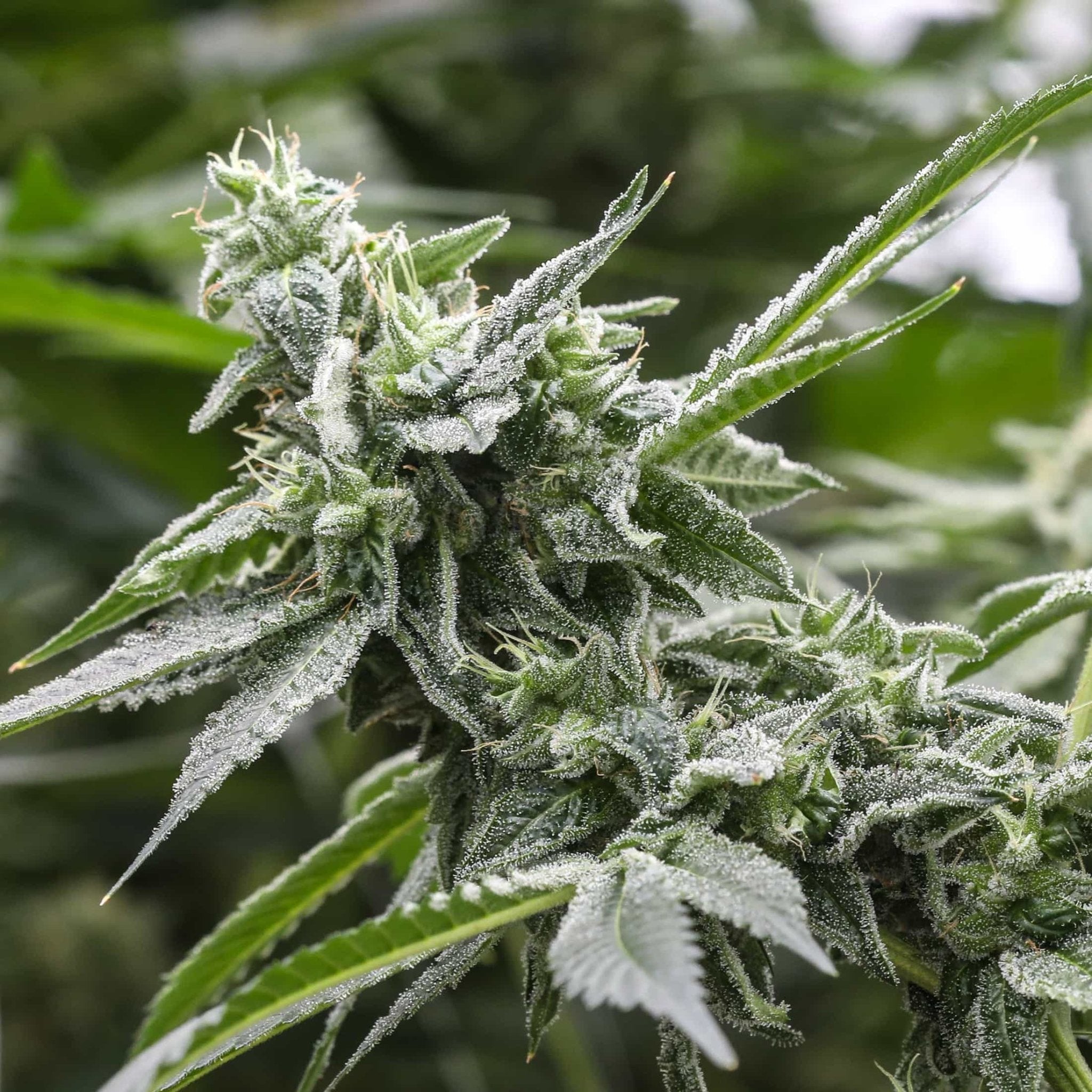 A narrow and bright green Tropicolada Seedless flower grown from GTR Seeds feminized Type 2 seeds.