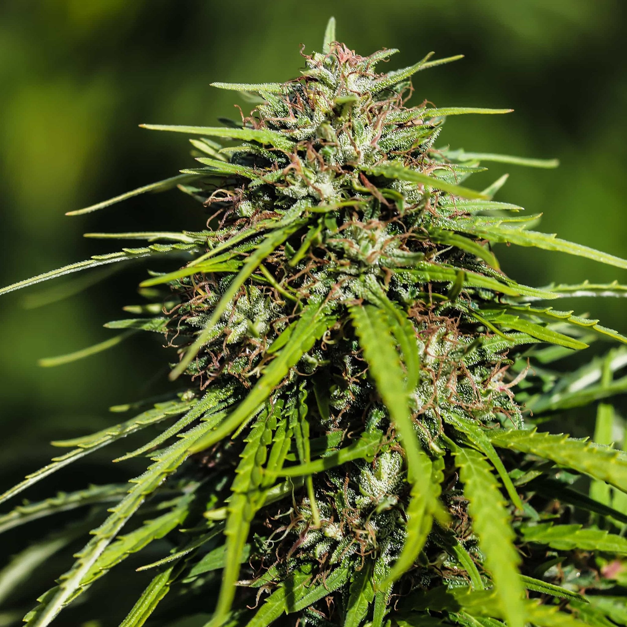 An orange hair and resin covered Vitality Seedless high CBDV flower shimmers outdoors at Oregon CBD.